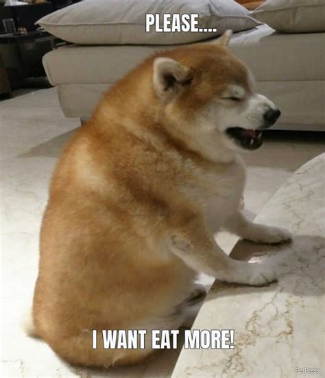 fat dog meme